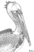 pelican Coloring Pages To Print